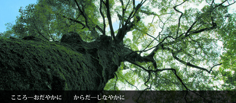 slide-tree.jpg